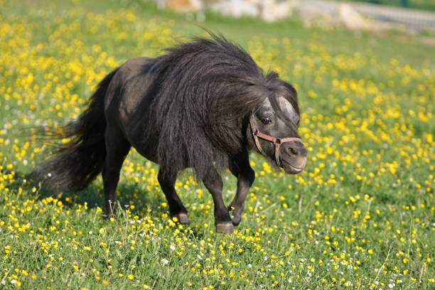 Black Falabella stallion running on a meadow with yellow flowers.