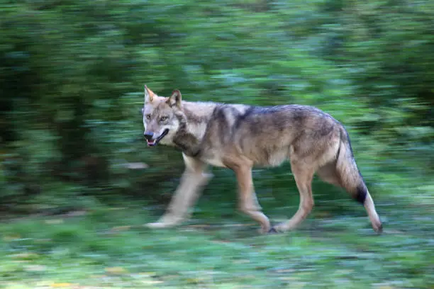 Eurasian wolf (Canis lupus lupus) running in a forest with blurred motion.