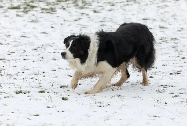 Australian shepherd working in winter. The Australian Shepherd, often known simply as the "Aussie", is a medium-sized breed of dog that was, despite its name, developed on ranches in the Western United States during the 19th century.