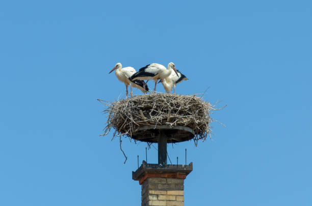 istock Storks nest attached to top of brick chimney 1008432348
