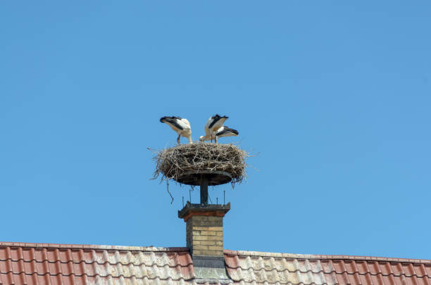 istock Storks nest attached to top of brick chimney 1008432526