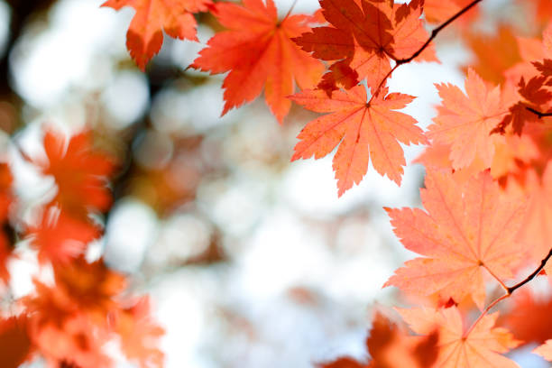 istock Red maple leaves border at autumn forest, blurred background. Season changing. A tree branch of maple, fall. 1008433028