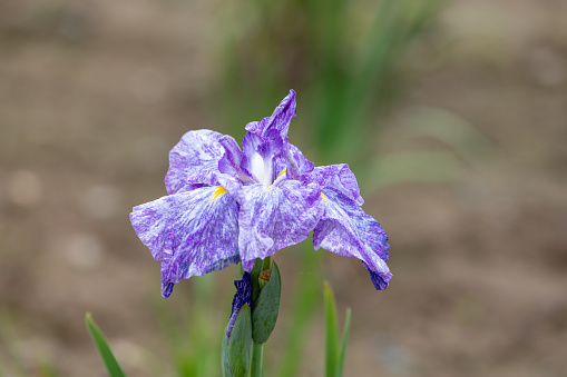purple Japanese iris flower close-up