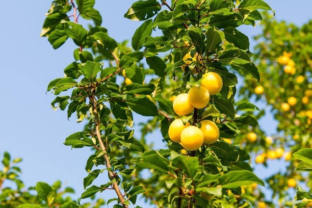 istock Mirabelle plum on the tree in orchard 1008436836