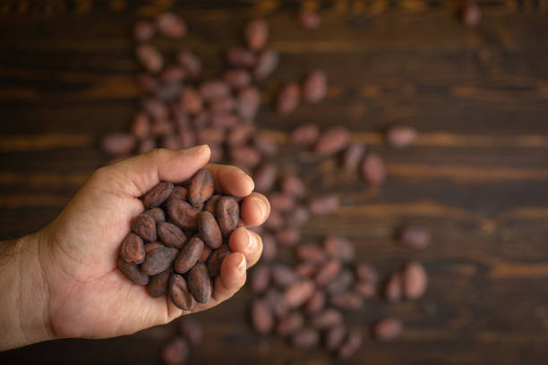 istock Cocoa beans in hand on old natural wooden background 1008437068