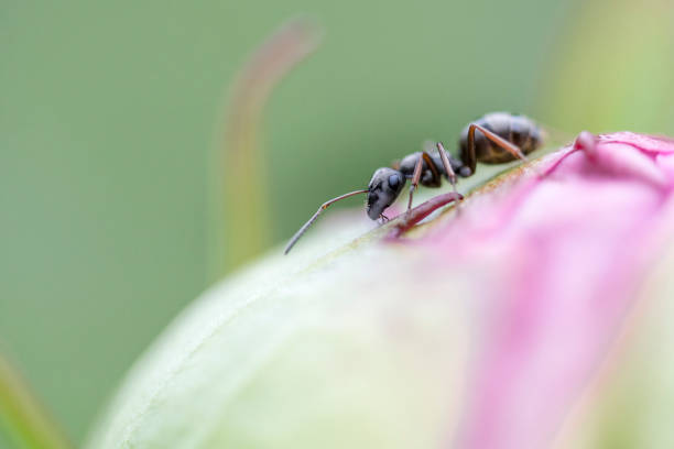 Ant insect on flower bud stock photo