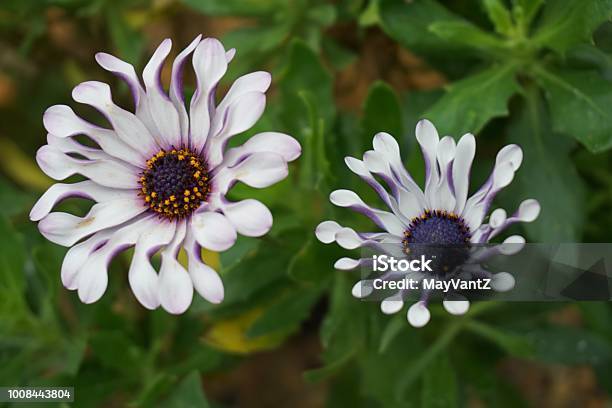 Osteospermum Fruticosum Closeup Macro Flower Nature Background Stock Photo - Download Image Now