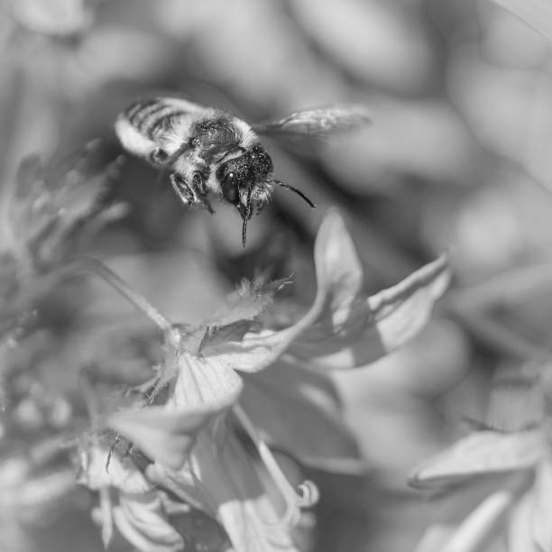istock Bee insect flying towards flower 1008444042