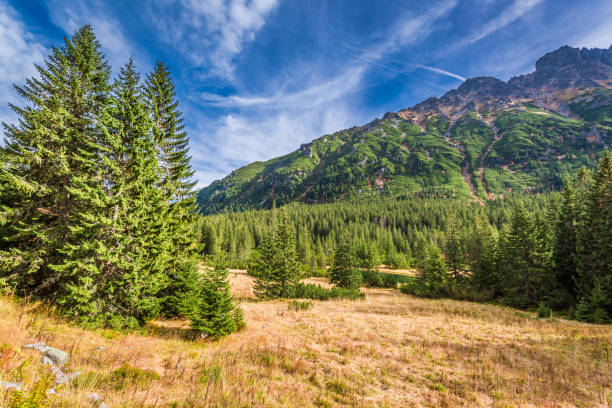 istock Sunny day at small pond in the Tatra Mountains 1008444384