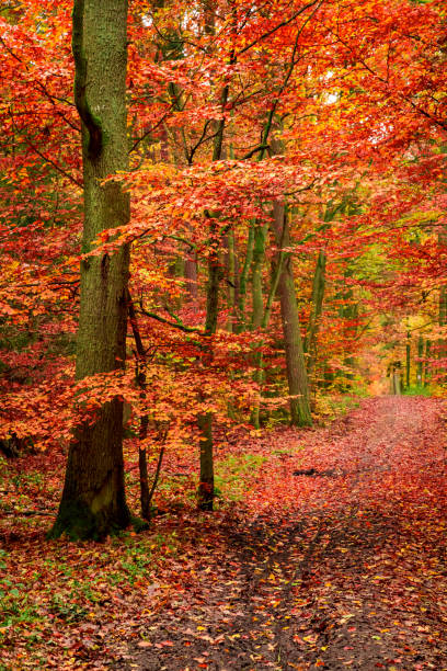 istock Leafy forest in the autumn in Europe 1008446220