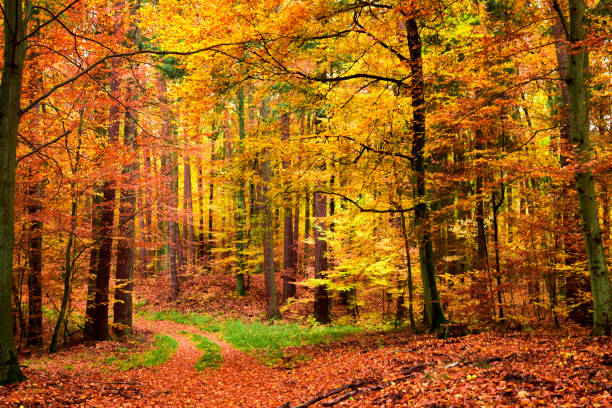 istock Yellow and green leafy path in the forest, Poland 1008446250