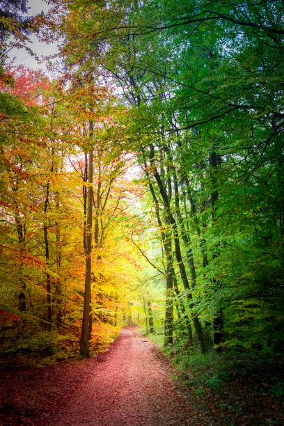 istock Forest full of color in the fall, Poland 1008446838