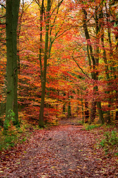 istock Footpath full of leaves in the forest, Poland 1008447232