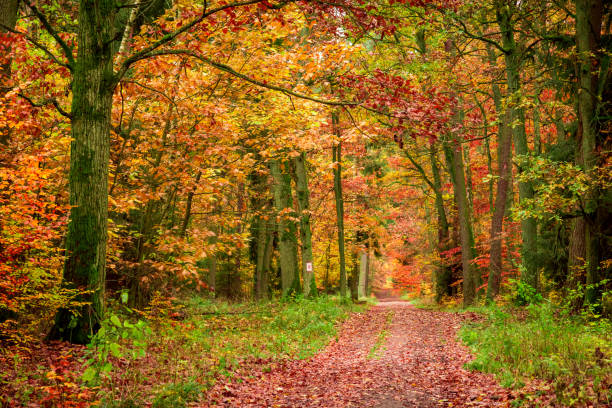 istock Autumn footpath in the forest in Europe 1008447290