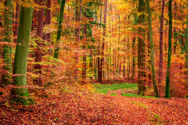istock Stunning red and yellow forest in the fall, Poland 1008447340