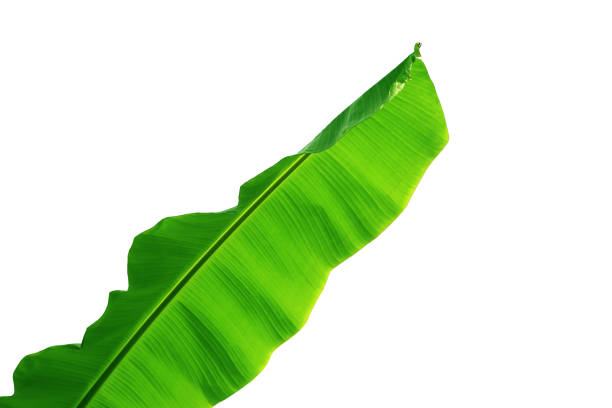 istock Green leaf of banana tree, style and shape isolated on white background. 1008447640