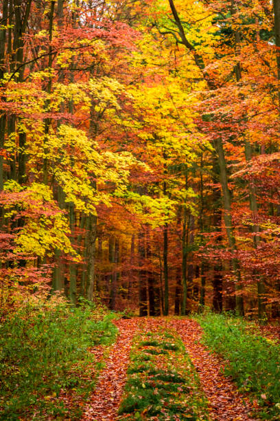 istock Beautiful forest full fo leaves in the fall, Poland 1008447648