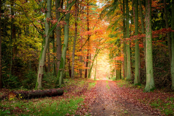 istock Breathtaking path in the autumn forest, Poland 1008447718