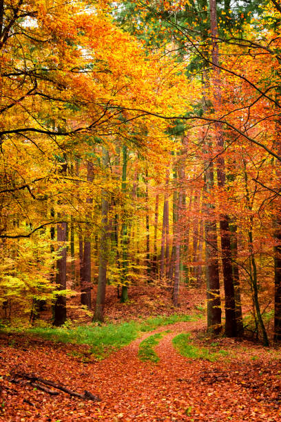 istock Yellow and green path in the autumn forest, Poland 1008450396