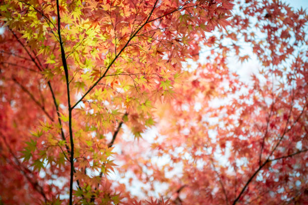 Background texture of autumn leaf (Momiji) with the warm sunlight in Japan. stock photo