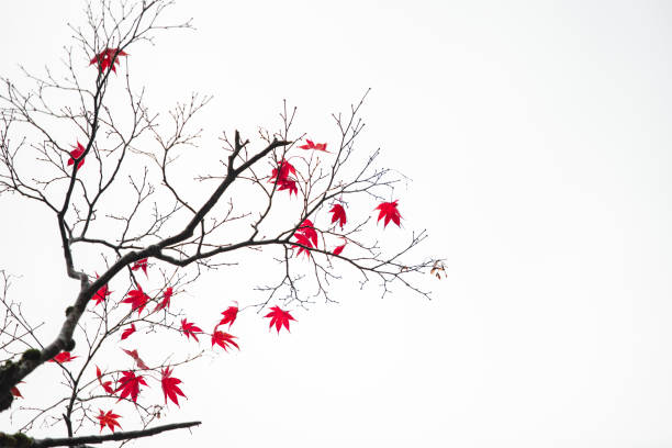 Background texture of autumn leaf (Momiji) in rainy day. stock photo