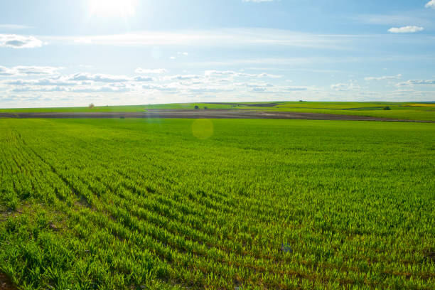 istock Wheat field under blue sky with clouds, Segovia province, Spain. 1008450732