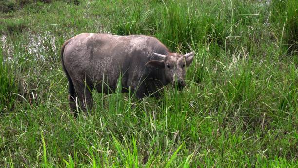 istock Asian buffalo in the field 1008450774