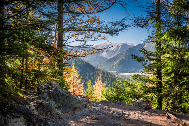 istock Sunny forest in Tatra mountains at sunrise, Poland 1008450808