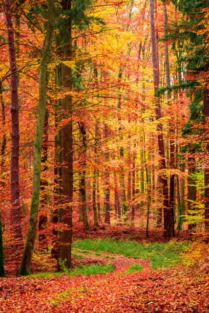 istock Wonderful leafy path in the forest in fall, Poland 1008450852