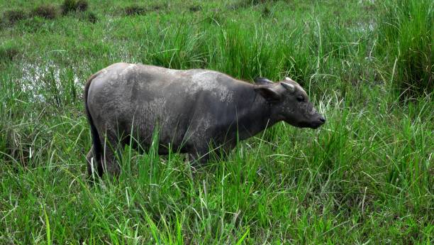 istock Asian buffalo in the field 1008450854