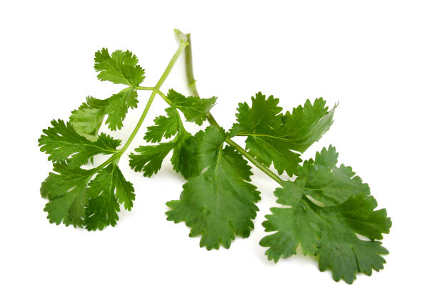 istock cilantro leaves isolated on white 1008451040