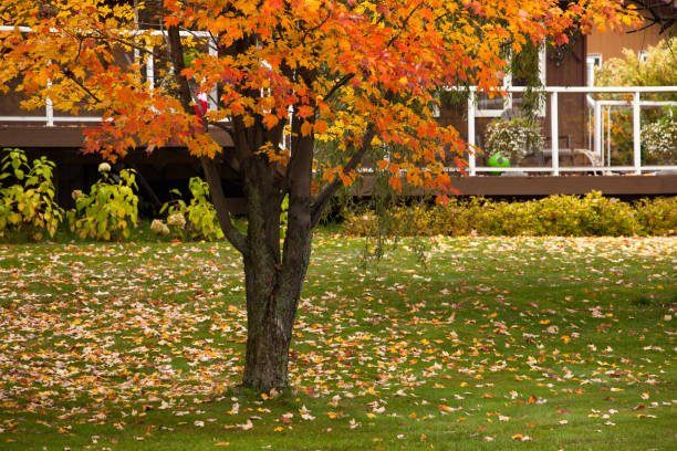 Backyard - Autumn in Canada. Beautiful autumn scene in Ontario Province. Autumn in Canada. Beautiful autumn scene in Ontario Province. fall lawn stock pictures, royalty-free photos & images