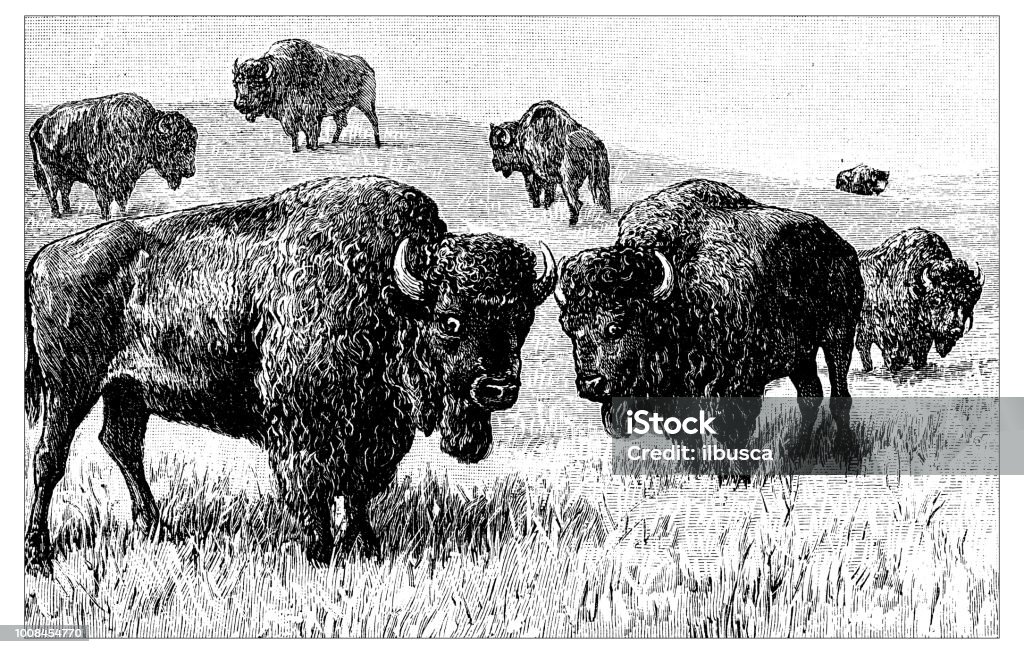 Antique scientific engraving illustration: Bisons African Buffalo stock illustration