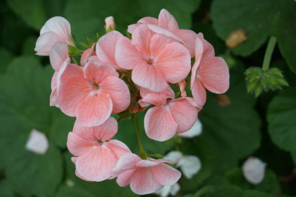 istock geranium flower beautiful macro closeup background 1008455060
