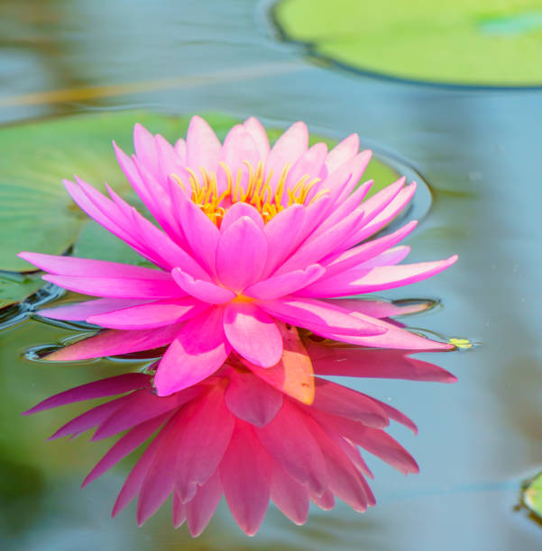 istock Beautiful lotus for background 1008462046