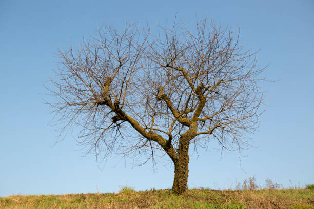 istock Lonely tree in a field, in the countryside 1008469820