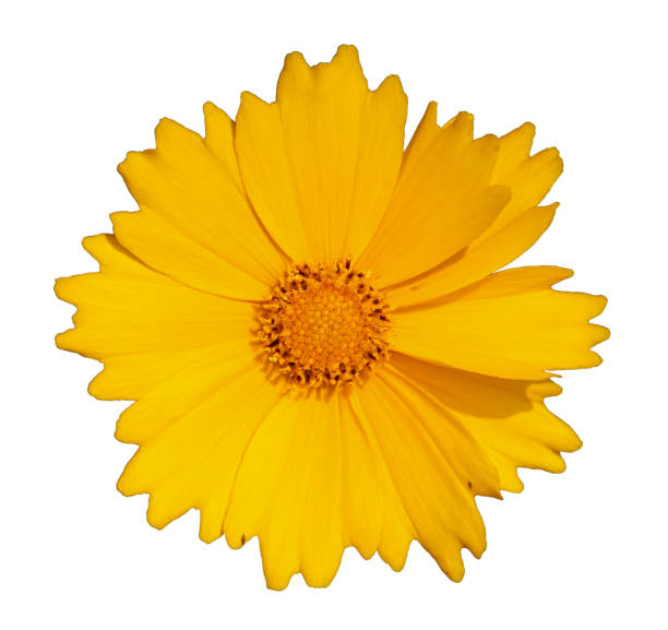 istock Flower of cosmos 1008470050