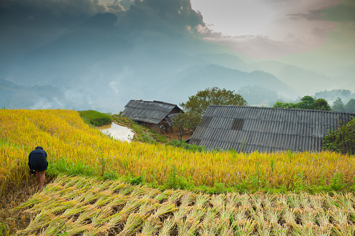 A yellow field of rice terrace step on hill of mountain under cloudy sky located at north of Vietnam