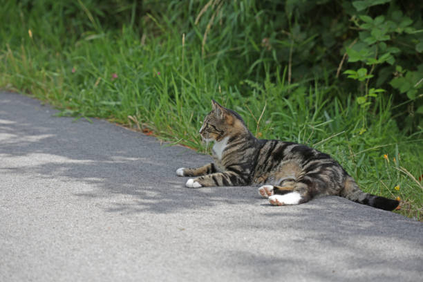 istock Domestic Cat Rests on a Path in Canada 1008474800