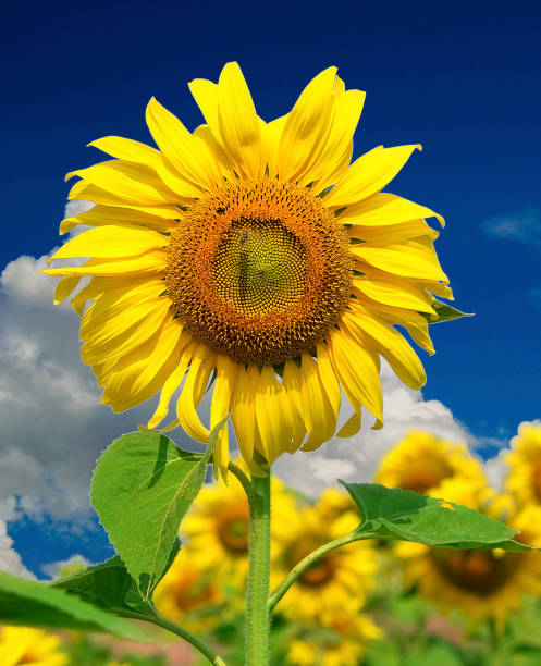 istock sunflower field over cloudy blue sky. 1008488970