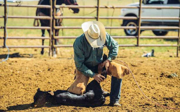 istock Branding cattle in Utah 1008491538
