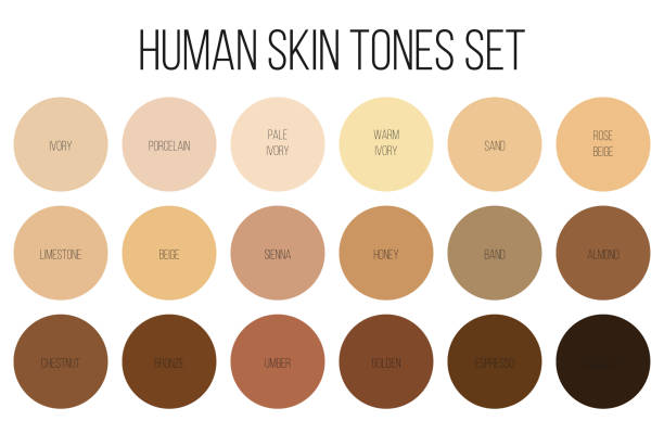 Creative vector illustration of human skin tone color palette set isolated on transparent background. Art design. Abstract concept person face, body complexion graphic element for cosmetics Creative vector illustration of human skin tone color palette set isolated on transparent background. Art design. Abstract concept person face, body complexion graphic element for cosmetics. toned image stock illustrations