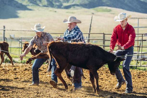 istock Branding cattle in Utah 1008491828