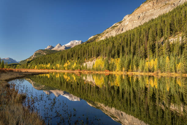 istock Rampart Ponds in Autumn on the Icefields Parkway Banff 1008492274