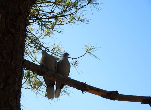 A pair of turtledoves on a pine branch in the shade of a hot summer day.