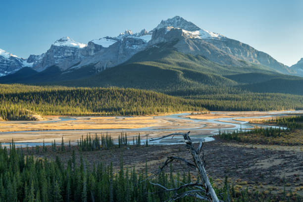 istock Saskatchewan River Crossing during Autumn golden hour of the Icefields Parkway 1008495320