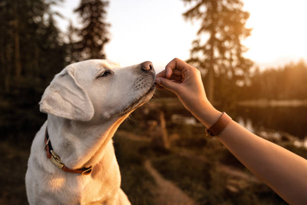joven hermosa labrador retriever cachorro come algunos alimentos para perros de la mano de los seres humanos fuera de oro atardecer tardío - labrador retriever fotografías e imágenes de stock