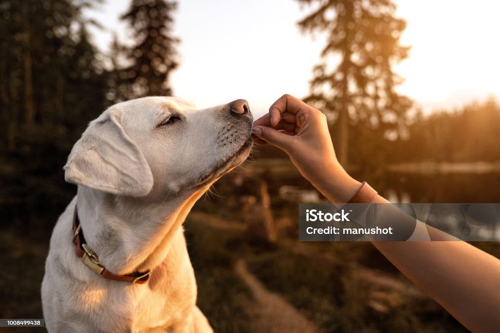 young beautiful labrador retriever puppy is eating some dog food out of humans hand outside during golden late sunset young beautiful labrador retriever puppy is eating some dog food out of humans hand outside during golden sunset Dog Stock Photo