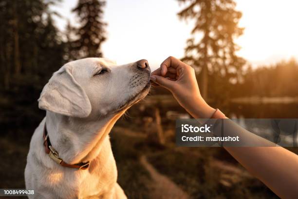 Foto de Bela Jovem Labrador Retriever Filhote Está Comendo Comida De Cão Na Mão De Humanos Fora Durante O Pôr Do Sol Tarde Dourada e mais fotos de stock de Cão