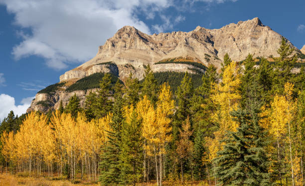 istock Icefields Parkway in Autumn Banff National Park 1008499674